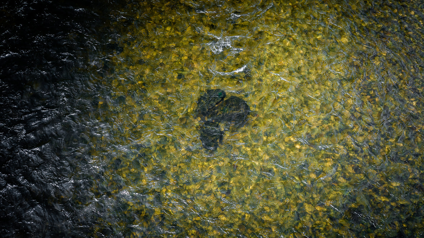 Fiskerejse - Premierefiskeri i Orkla - uge 23 - Bruhølen og Steinshølen