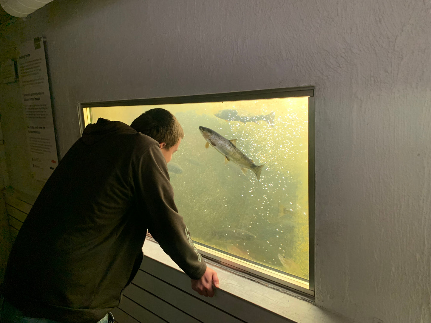 Fishing trip - Suldalslågen - week 39 - Øvre Hiim/Skoti & Sørestad