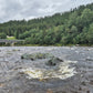 Fishing trip - Orkla - week 35 - Øverøyen, Vella Snoen & Unnteigen