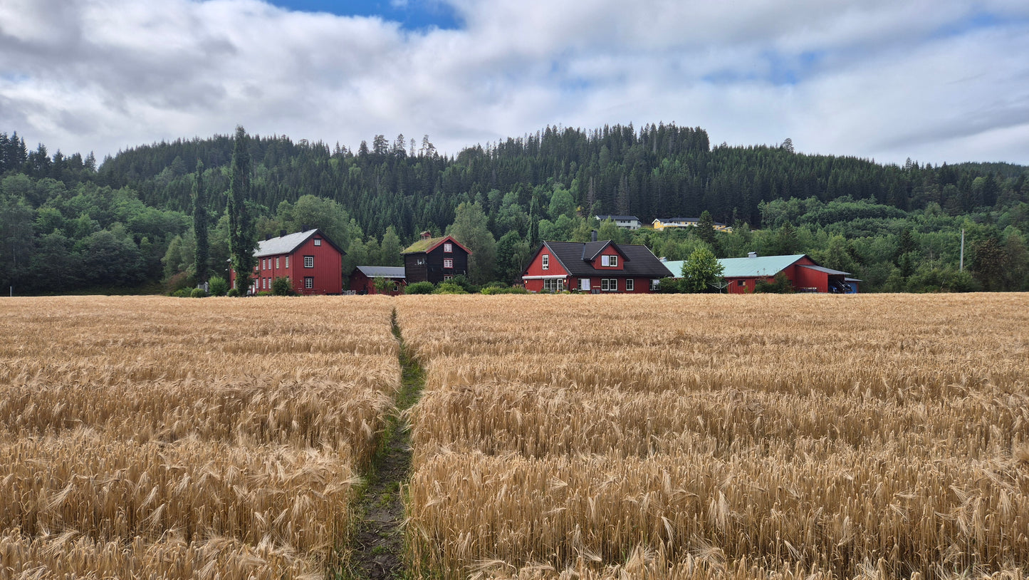 Fishing trip - Orkla - week 35 - Øverøyen, Vella Snoen & Unnteigen
