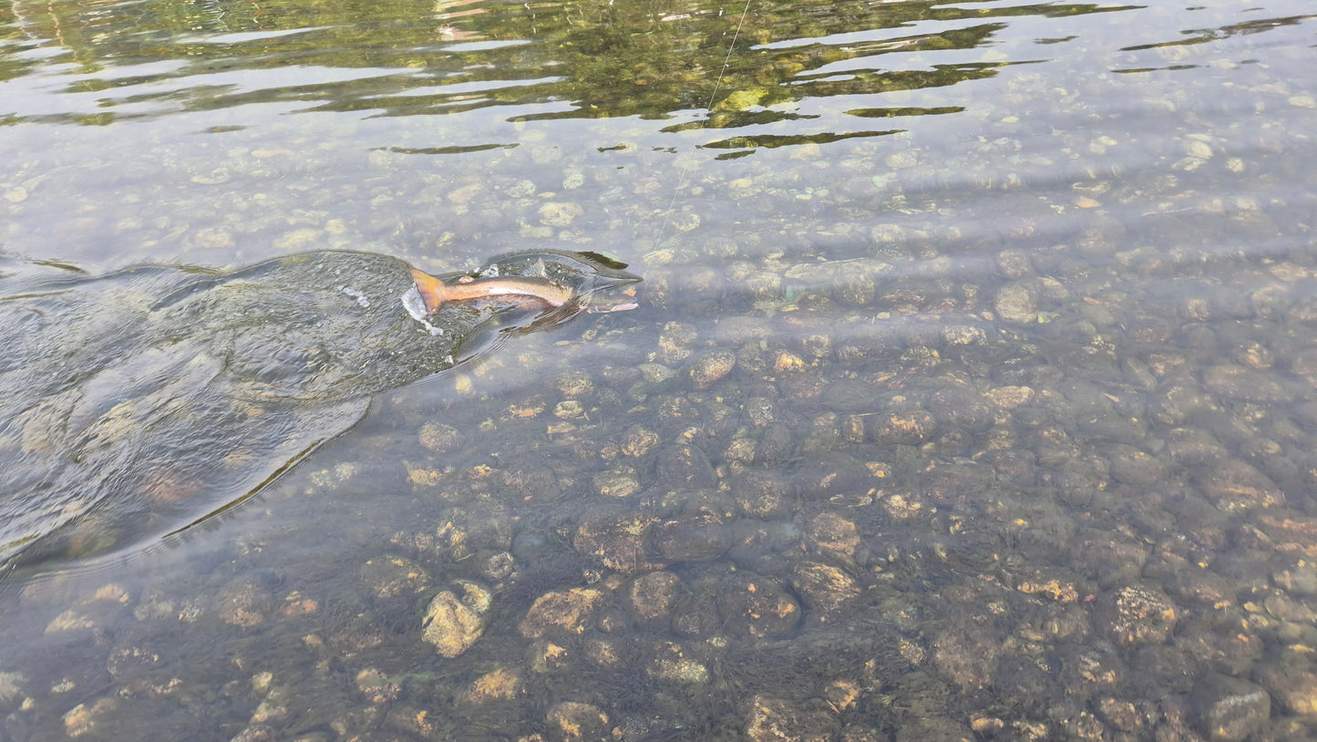 Fiskerejse til Suldalslågen (sydvest Norge) - uge 39