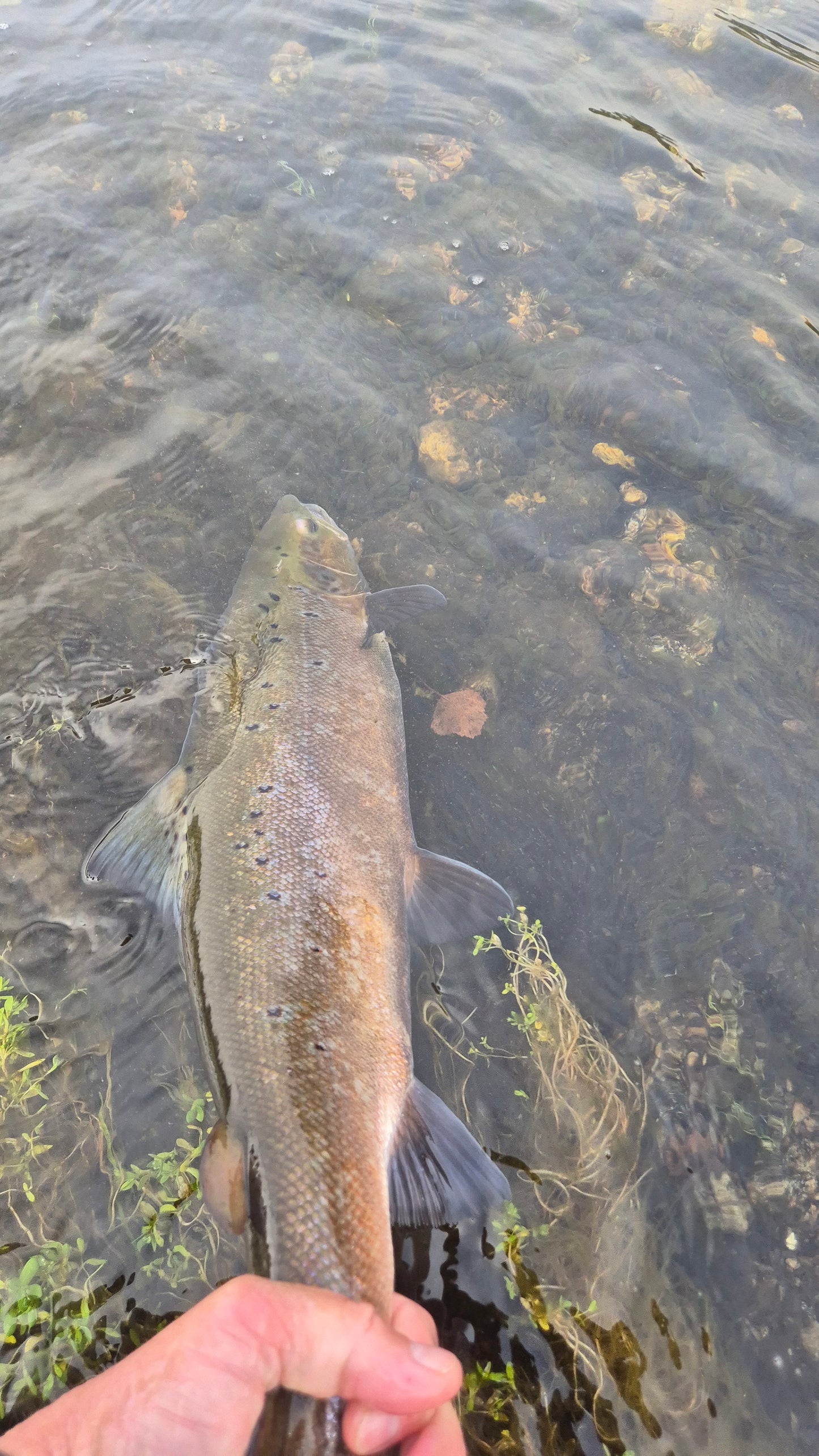 Fiskerejse til Suldalslågen (sydvest Norge) - uge 39