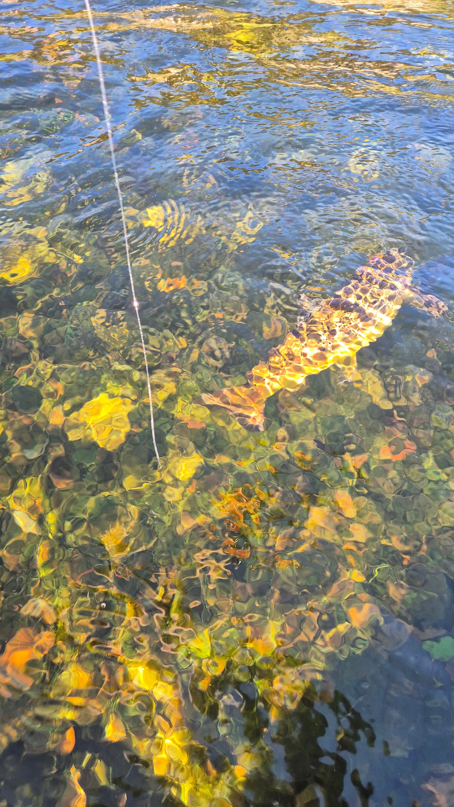 Fiskerejse til Suldalslågen (sydvest Norge) - uge 39