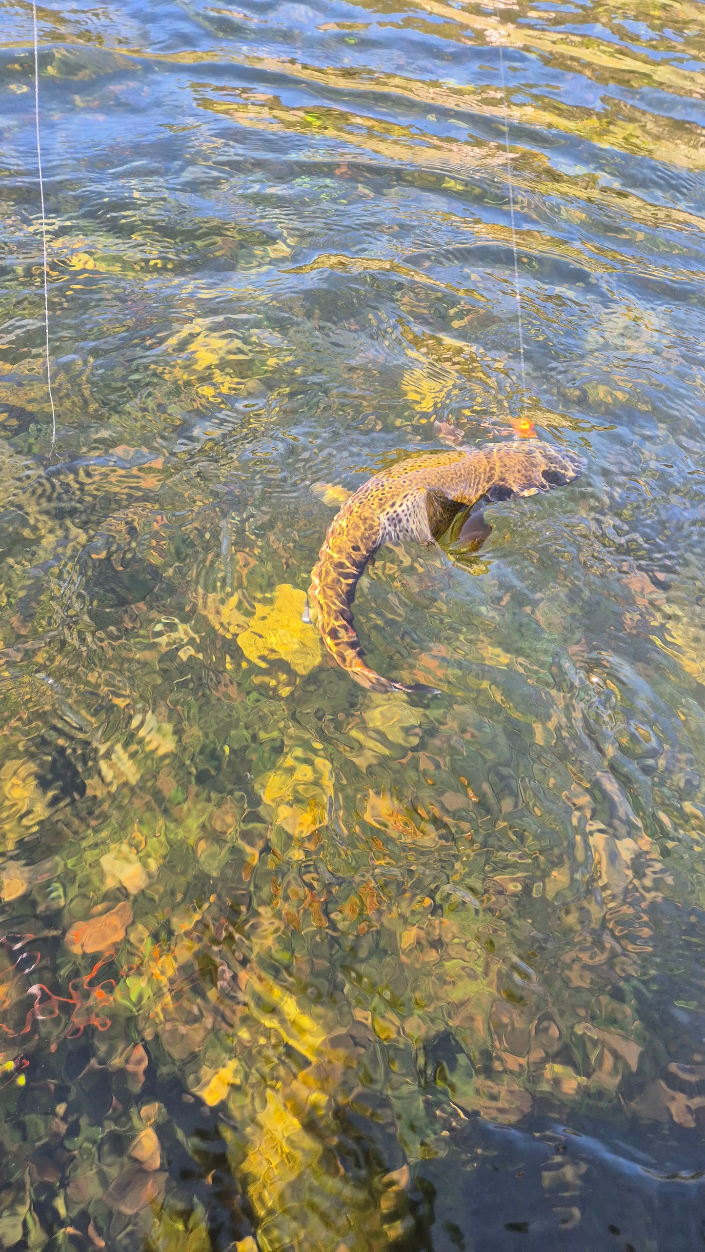 Fiskerejse til Suldalslågen (sydvest Norge) - uge 39
