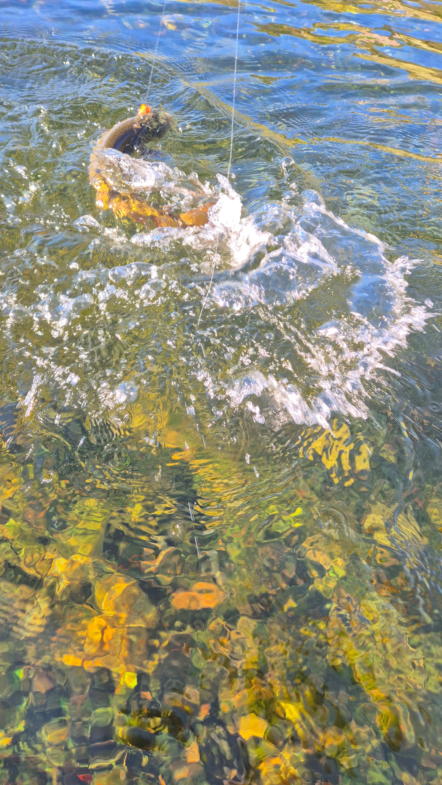 Fiskerejse til Suldalslågen (sydvest Norge) - uge 39